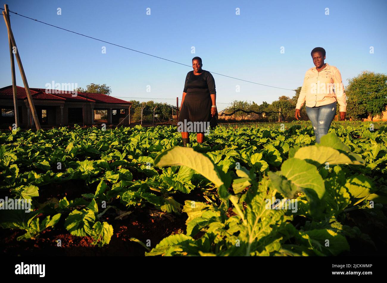 Women in rural South Africa apply agroecology methods to develop backyard gardens in the fight against food insecurity Stock Photo