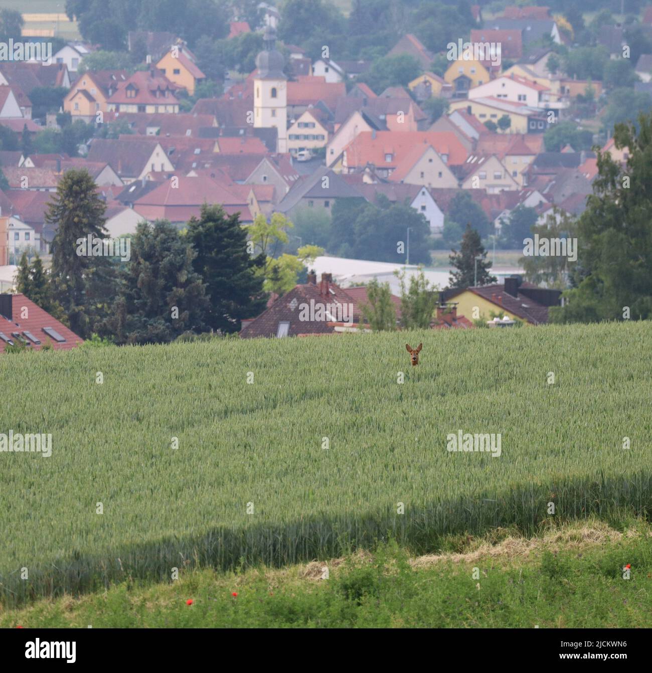 a Deer emerges from a Field Stock Photo