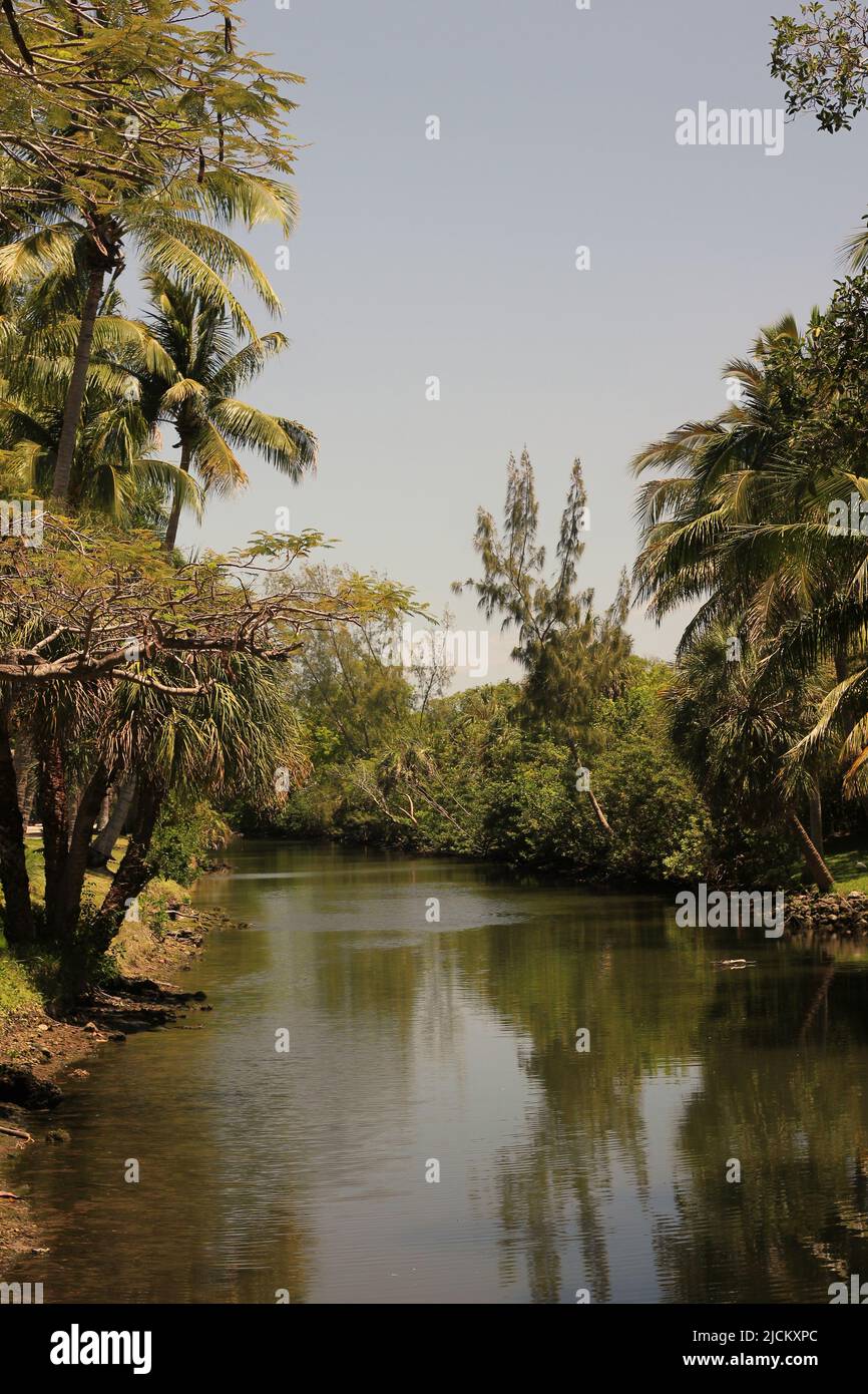 A calm river flowing thru the tropical forest full of palm trees and ...