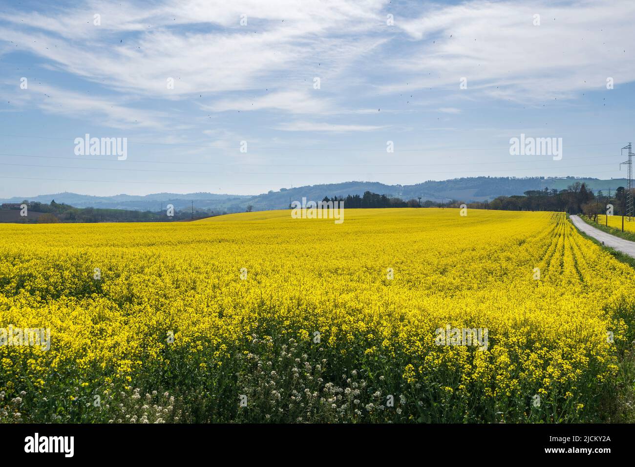 Countryside, rapeseed field, Macerata, Marche, Italy, Europe Stock Photo