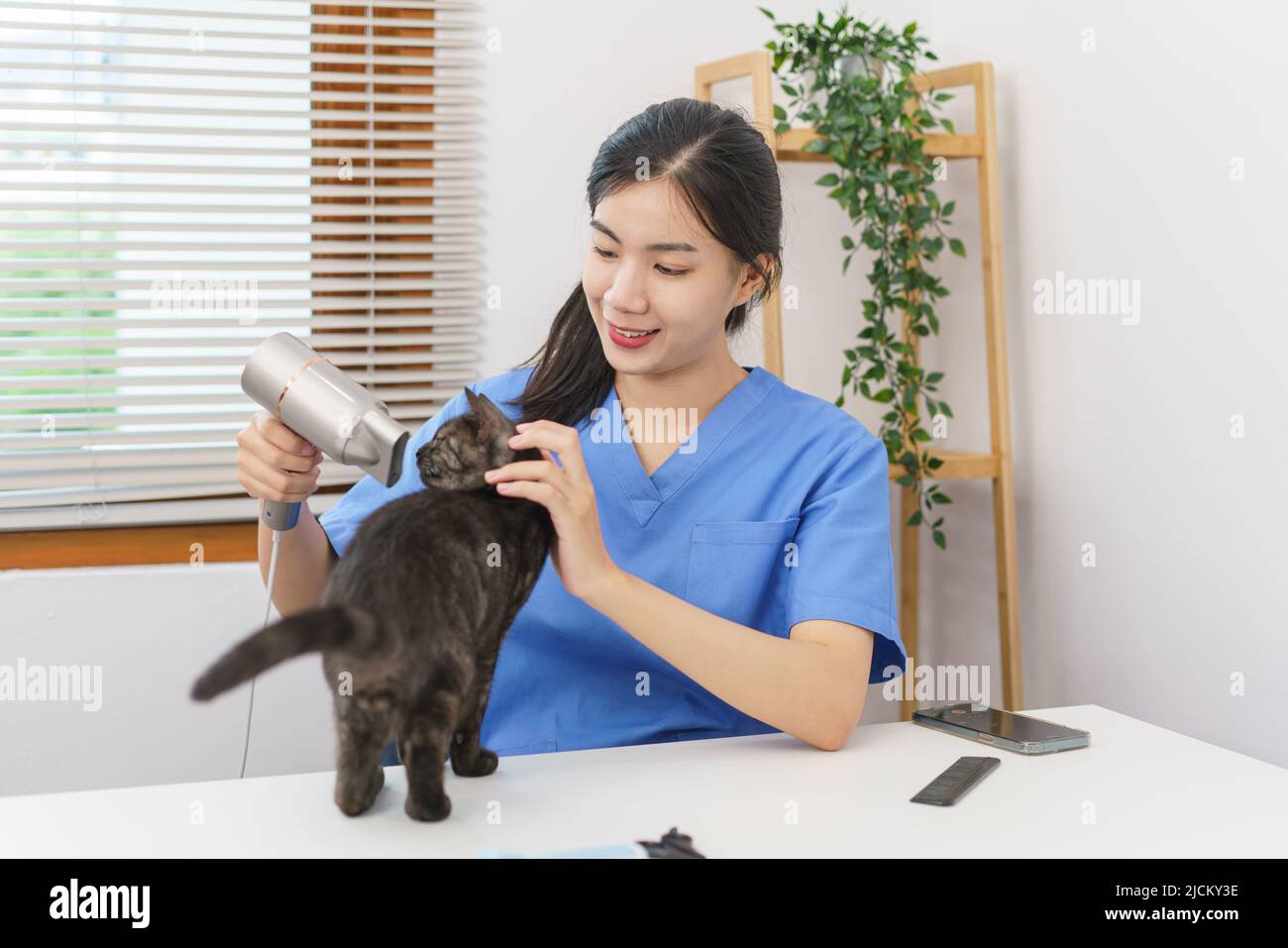 Pet salon concept, Female veterinarian using hair dryer on the cat in
