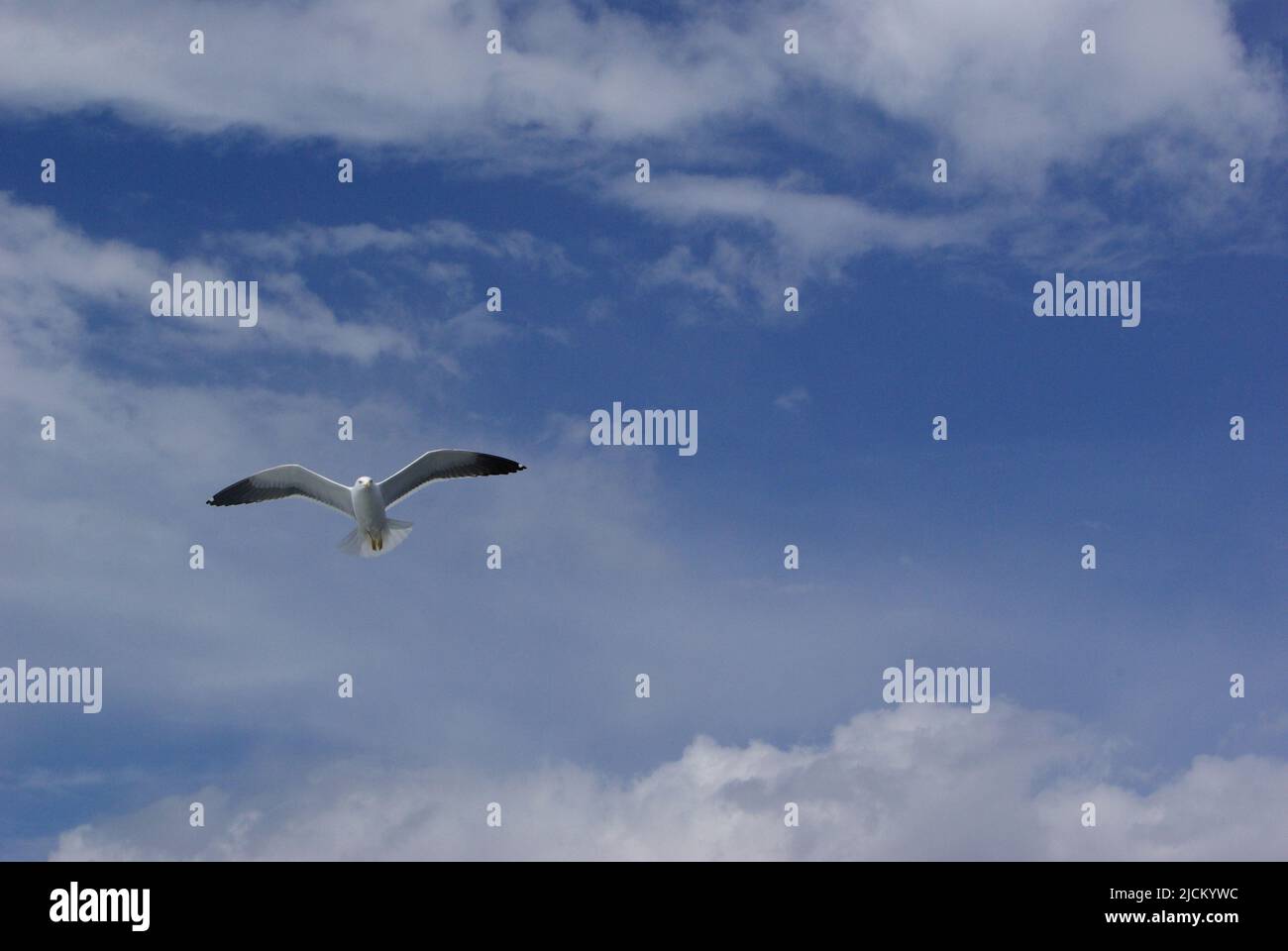Nature background with blue sky with clouds and flying bird Stock Photo ...