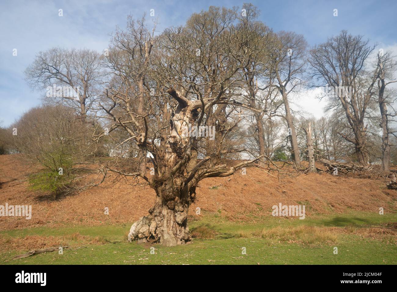 Old Quercus robur ancient oak tree bedraggled remains with imagination looks like a horned beast trapped on the trunk Stock Photo