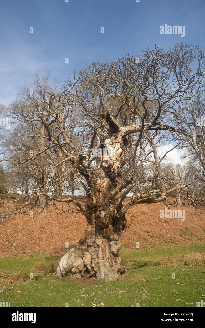 Old Quercus robur ancient oak tree bedraggled remains with imagination looks like a horned beast trapped on the trunk Stock Photo