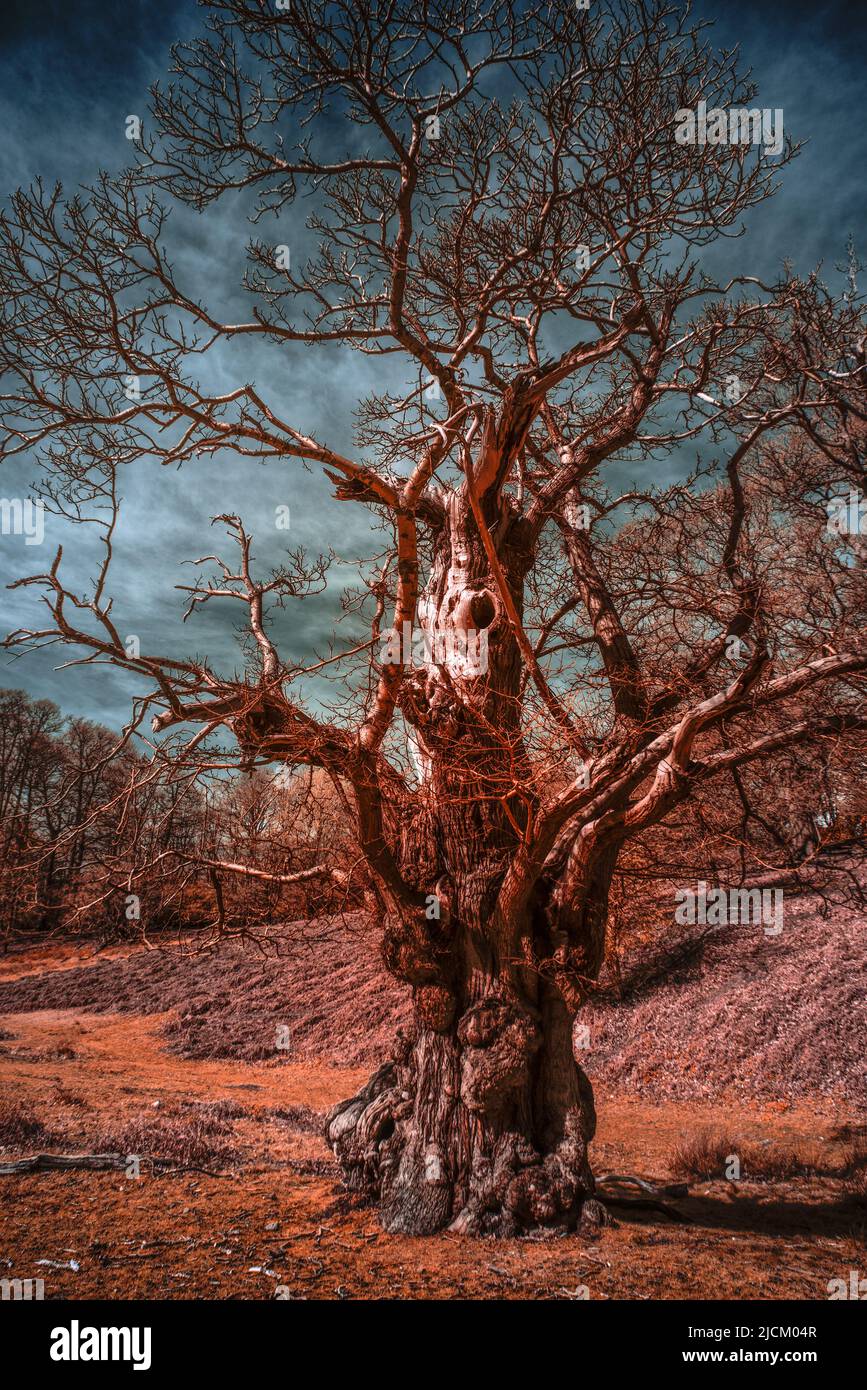 Old Quercus robur ancient oak tree bedraggled remains with imagination looks like a horned beast trapped on the trunk infrared Stock Photo