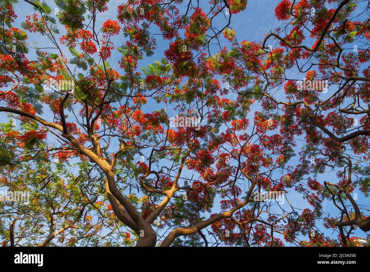 Phoenix flower in summer Stock Photo Alamy
