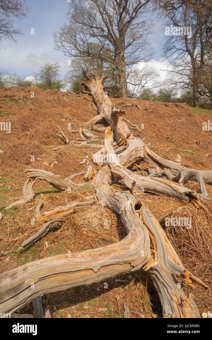 Old dead Fagus sylvatica, European beech tree uprooted and crashed down as blow over in strong hurricane winds from storm Eunice 2022 Stock Photo