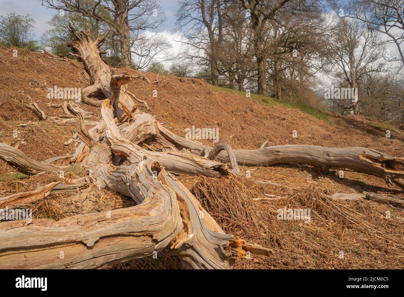 Old dead Fagus sylvatica, European beech tree uprooted and crashed down as blow over in strong hurricane winds from storm Eunice 2022 Stock Photo