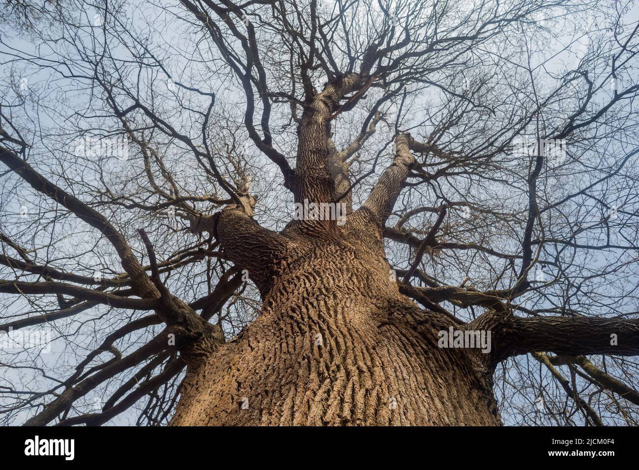 Sweet chestnut a deciduous tree in early spring with no leaves looking upwards to the sky with outstretched branches Stock Photo