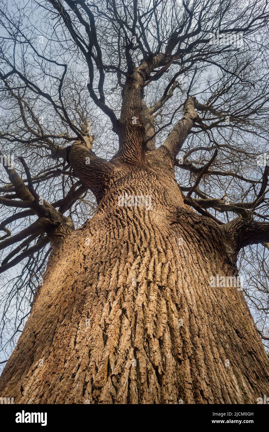 Sweet chestnut a deciduous tree in early spring with no leaves looking upwards to the sky with outstretched branches Stock Photo