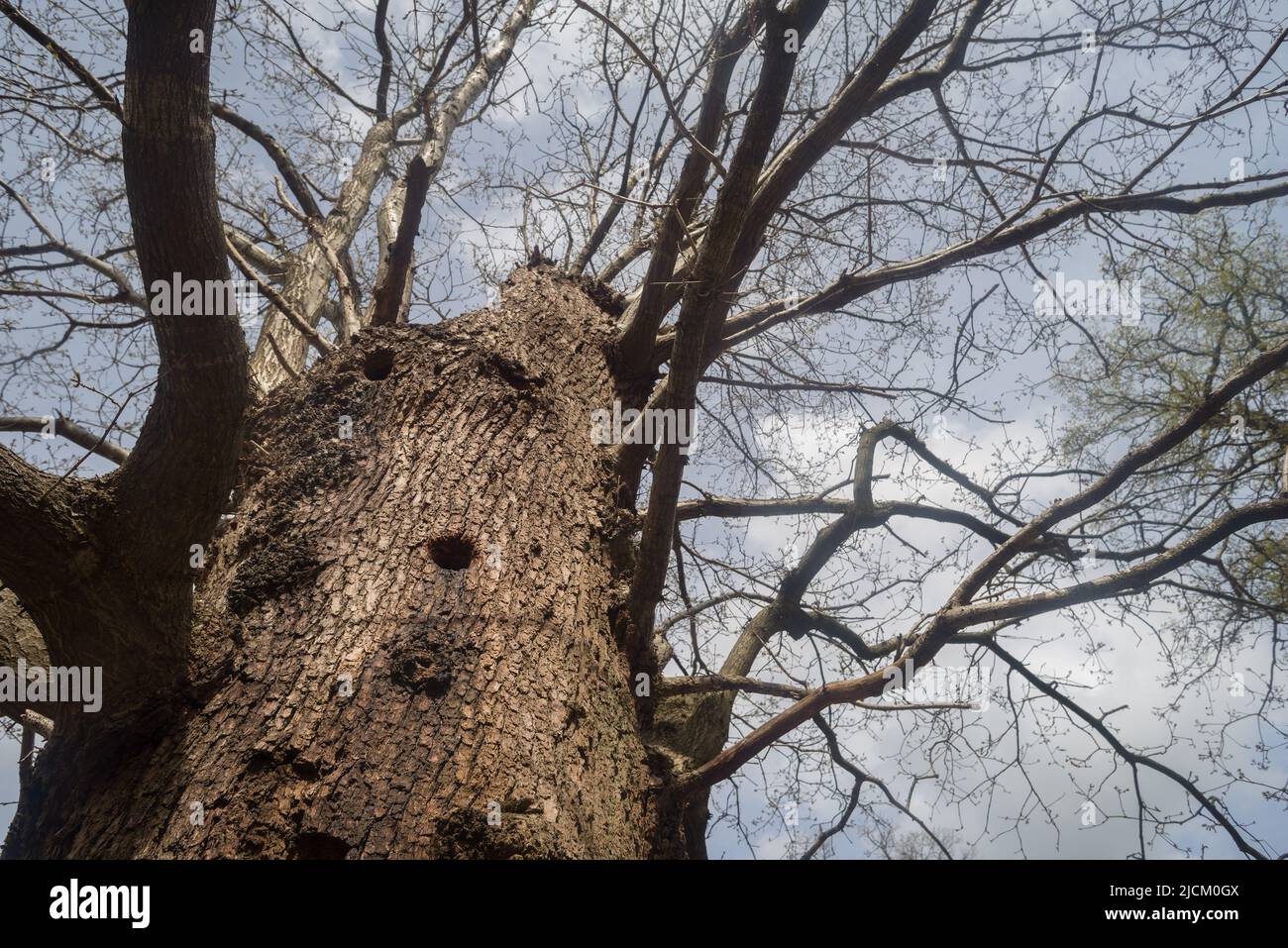 Woodpecker nest holes in an old Fagus sylvatica common beech tree which are much easier to spot in winter and springtime lack of leaves hide entrance Stock Photo