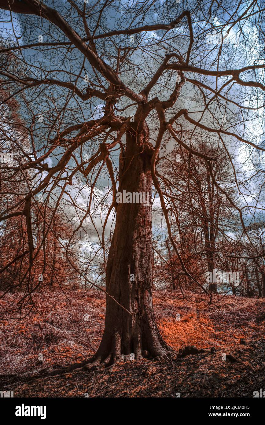 Sweet chestnut a deciduous tree in early spring with no leaves and seen as under infrared and visual light Stock Photo