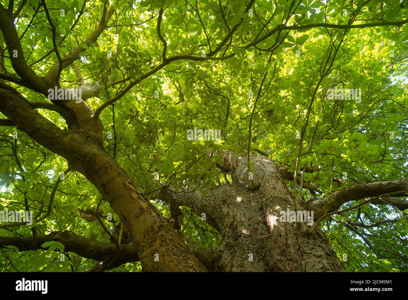 Looking up into the dense canopy of lush green leaves of Aesculus hippocastanum horse chestnut tree Stock Photo