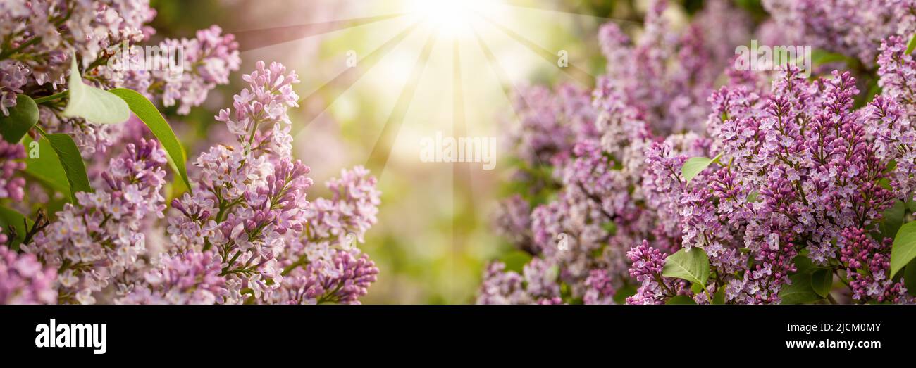 Sun light background with spring purple lilac flowers Stock Photo - Alamy