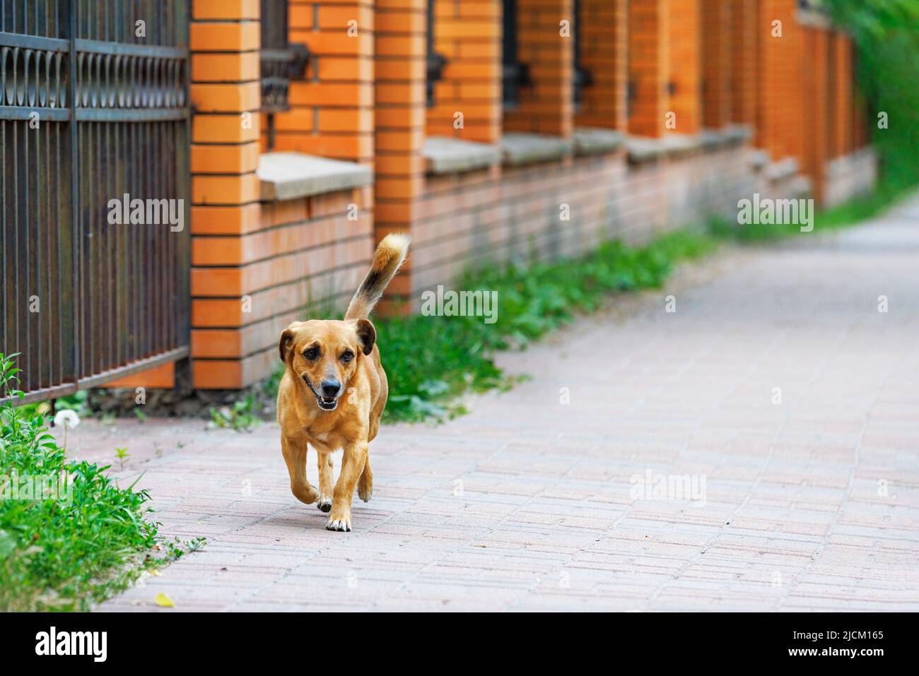 A red-haired small mongrel runs merrily along the sidewalk along the orange brick fence in the summer. Stock Photo