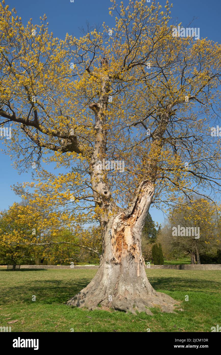 Isolated remains of Quercus robor oak tree in grazed field exposed to wind and lightning risk surviving a huge branch being ripped off Stock Photo
