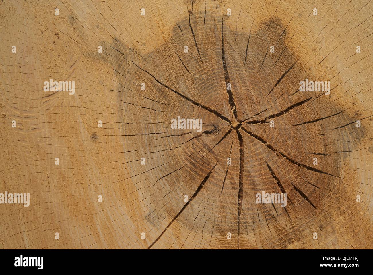 Drying out sawn cut timber with splinters and seasoning outside annual rings, mixture of some oak and sweet chestnut trees Stock Photo