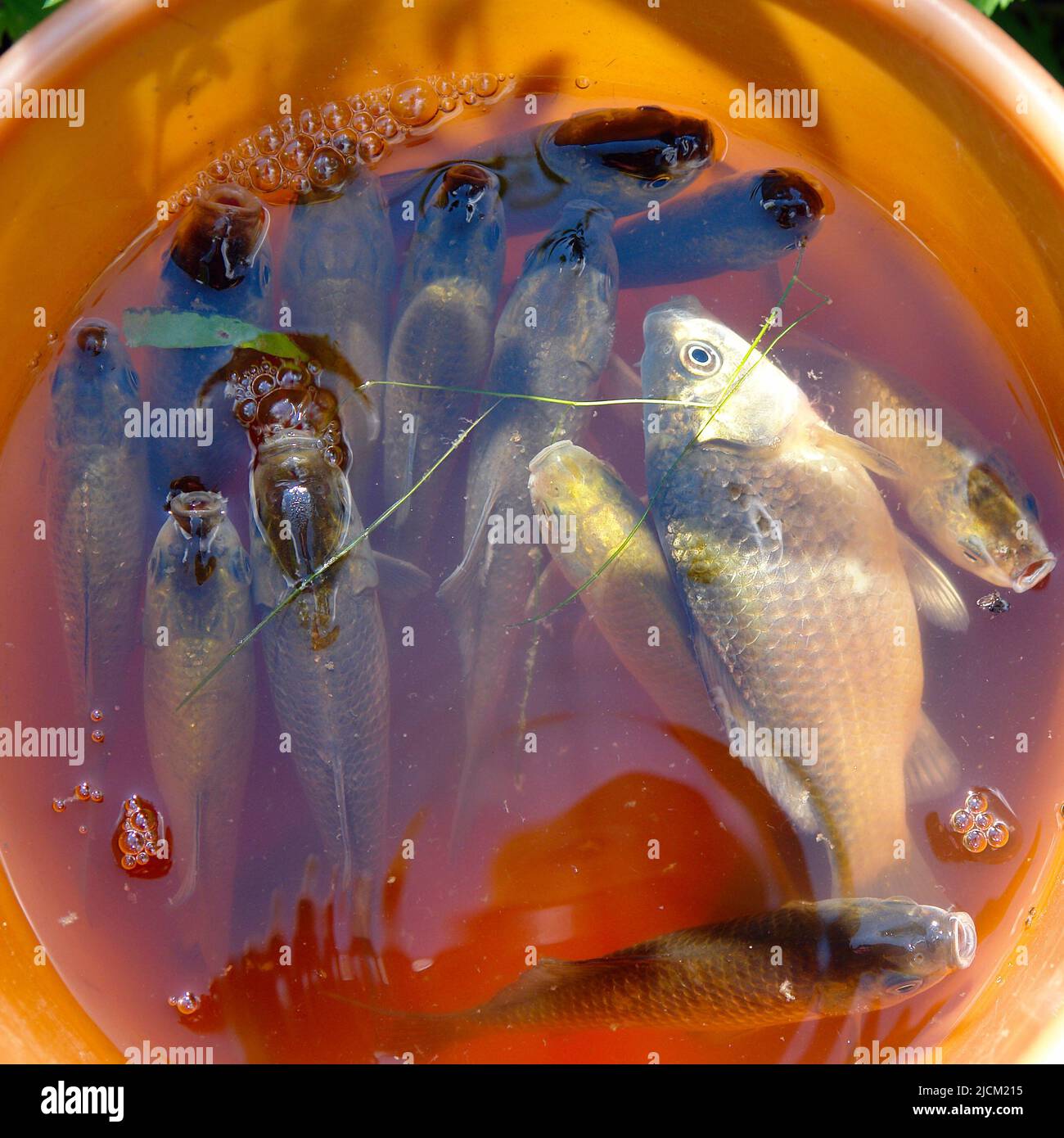Silver fish with orange fins hi-res stock photography and images - Alamy