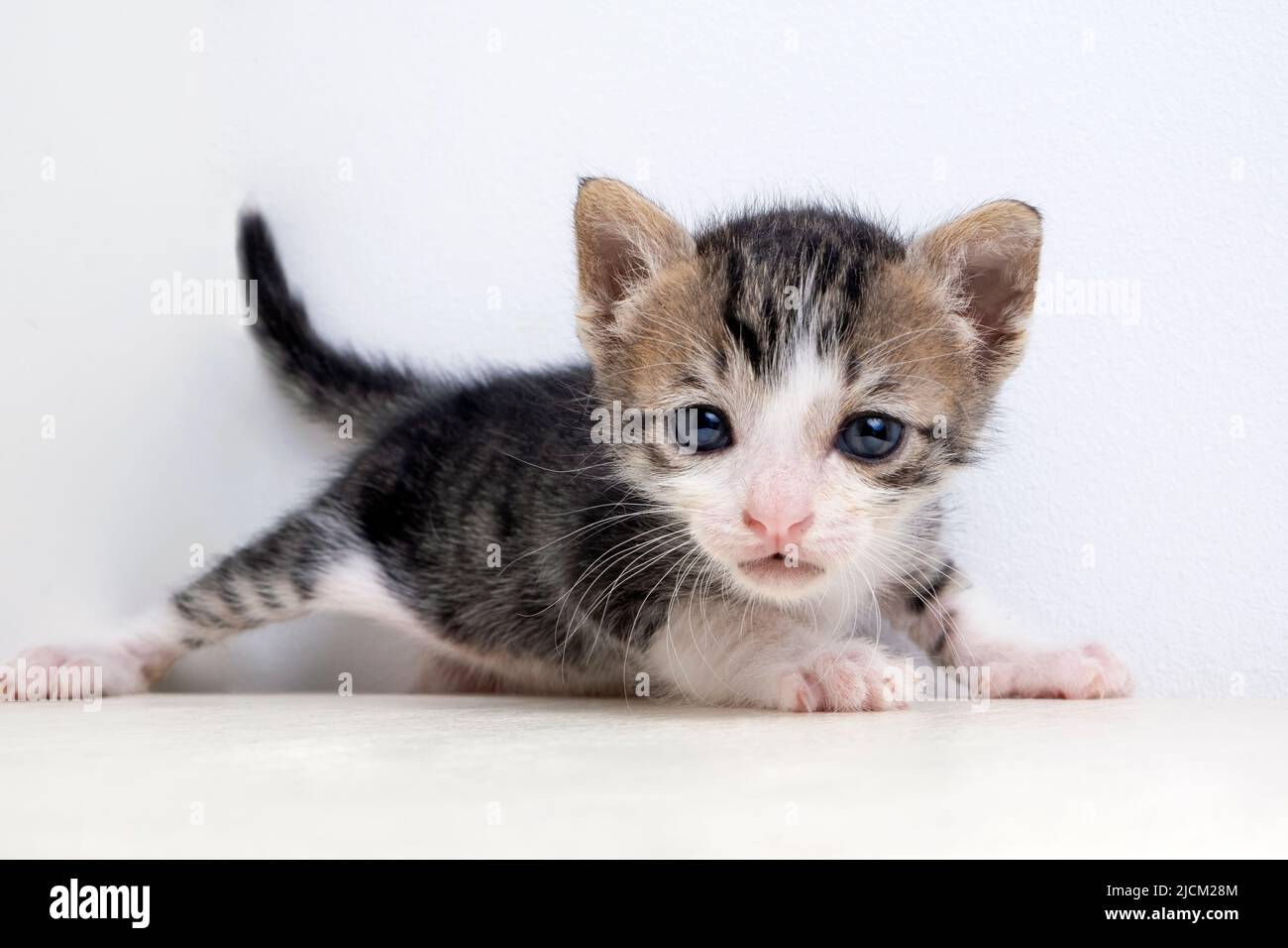 portrait of a sad and cute little kitten on a white background. non-pedigreed yard kitten. High quality photo Stock Photo