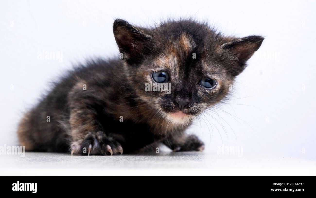 portrait of a sad and cute little kitten on a white background. non-pedigreed yard kitten. High quality photo Stock Photo