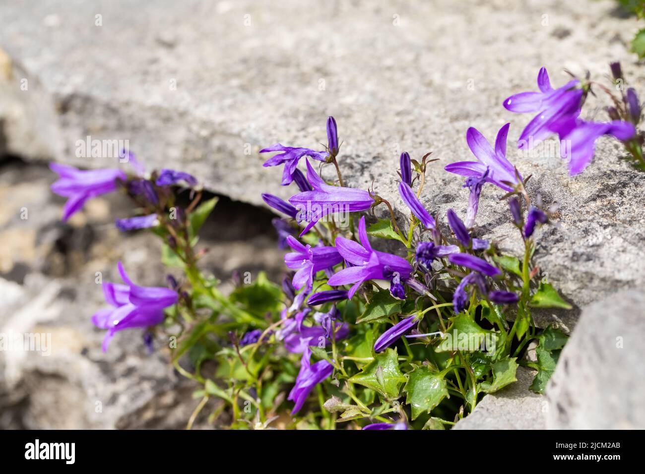 Purple bellflowers, Campanula portenschlagiana, growing through rocks closeup Stock Photo