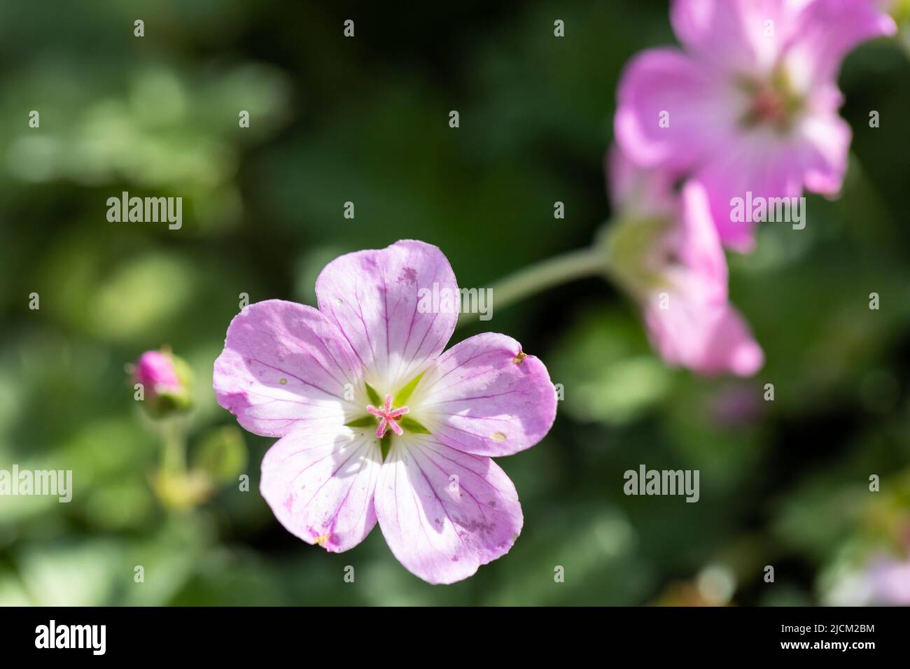 Geranium 'Mavis Simpson' pink flower closeup Stock Photo