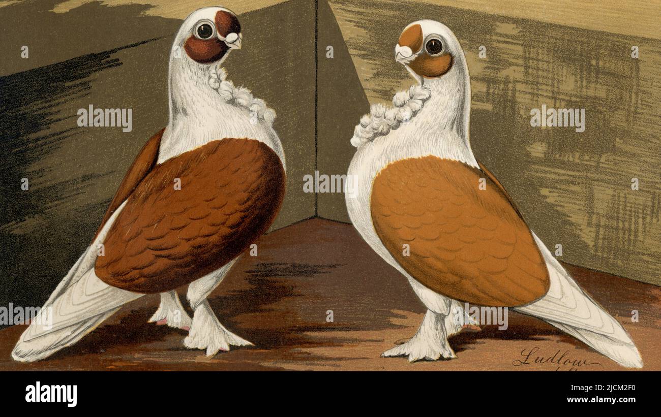 Two Turbiteen pigeons, a Red and a Yellow, both with feathery neck