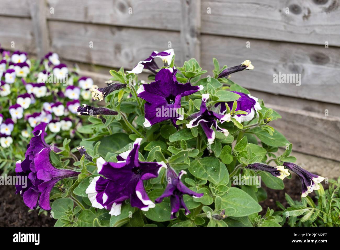 thumbnail image 2 of Petunia Celebrity Ice Mix Seeds – 50 Pelleted Seeds, Partial Shade, Spring Bloom 2 of 6