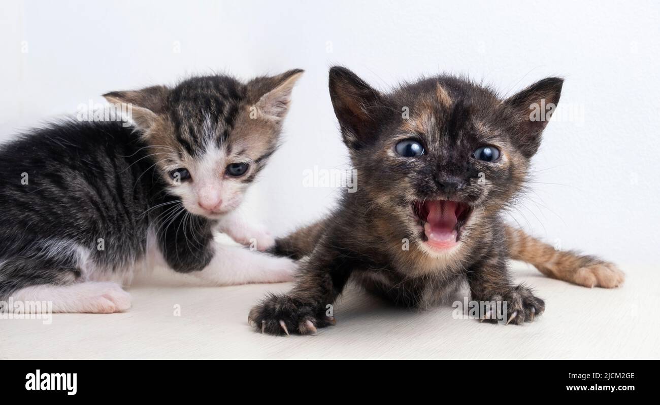White cat red roses hi-res stock photography and images - Alamy