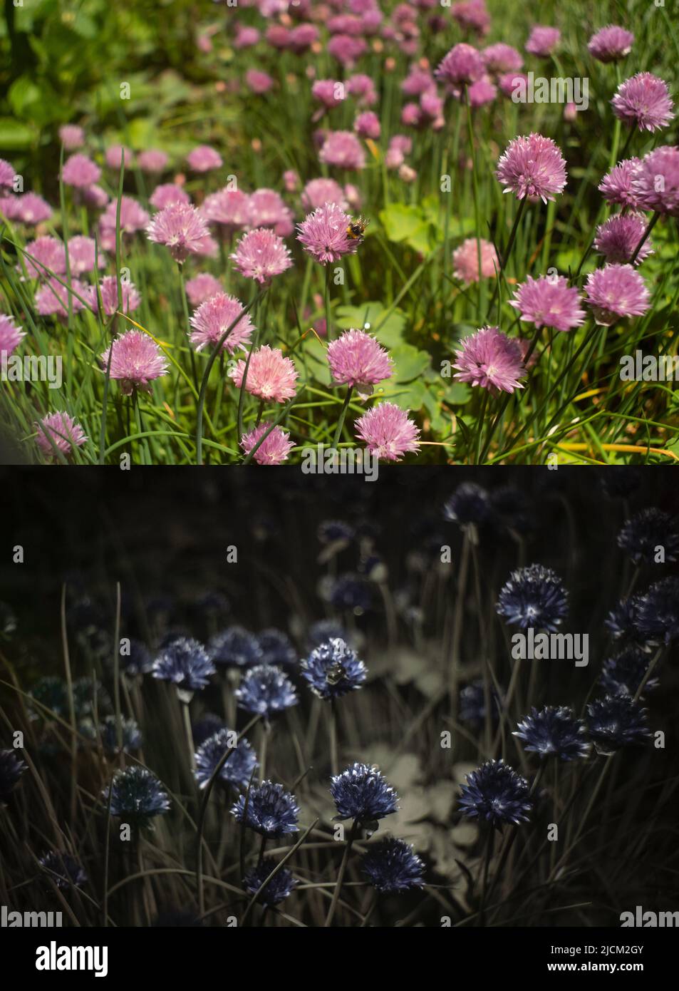 Comparison of possible bee insect vision in different parts visible spectrum & outlining 365nm UV signatures bumblebees chives Allium schoenoprasum Stock Photo