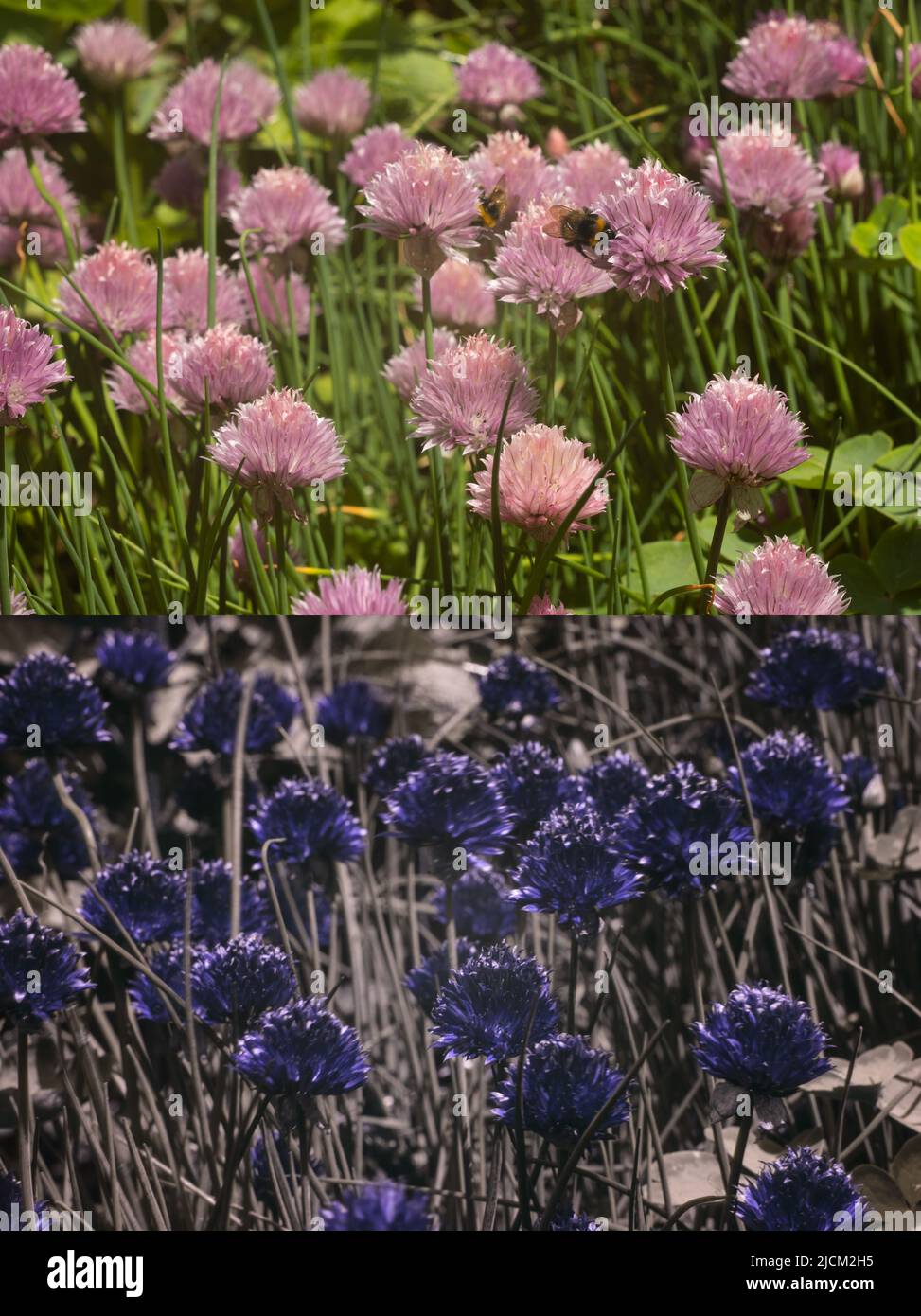 Comparison of possible bee insect vision in different parts visible spectrum & outlining 365nm UV signatures bumblebees chives Allium schoenoprasum Stock Photo