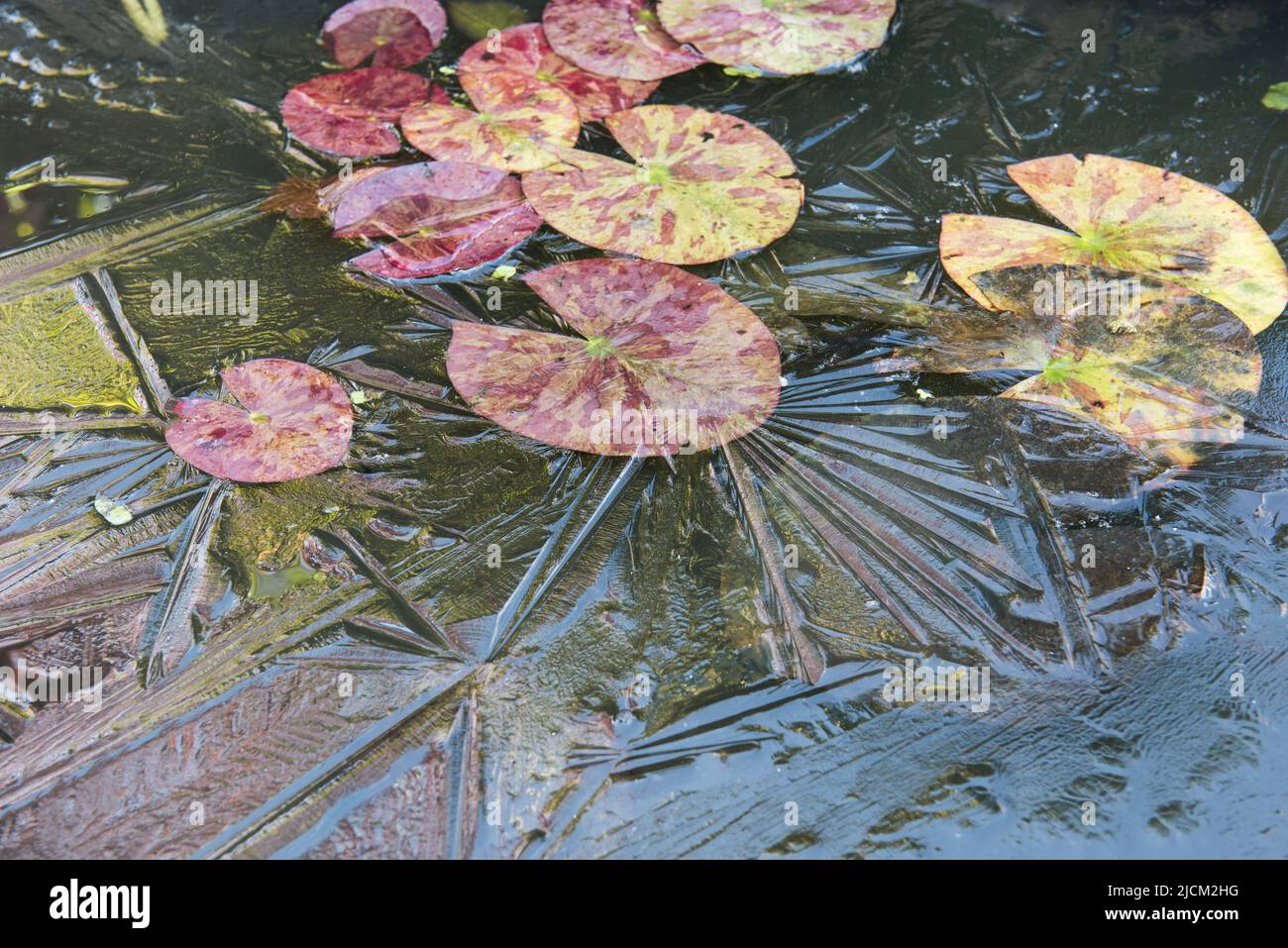 Case for protecting a garden pond in early spring as a late frost and freezing ice sheet start to form potentially damaging new lily leaves Stock Photo