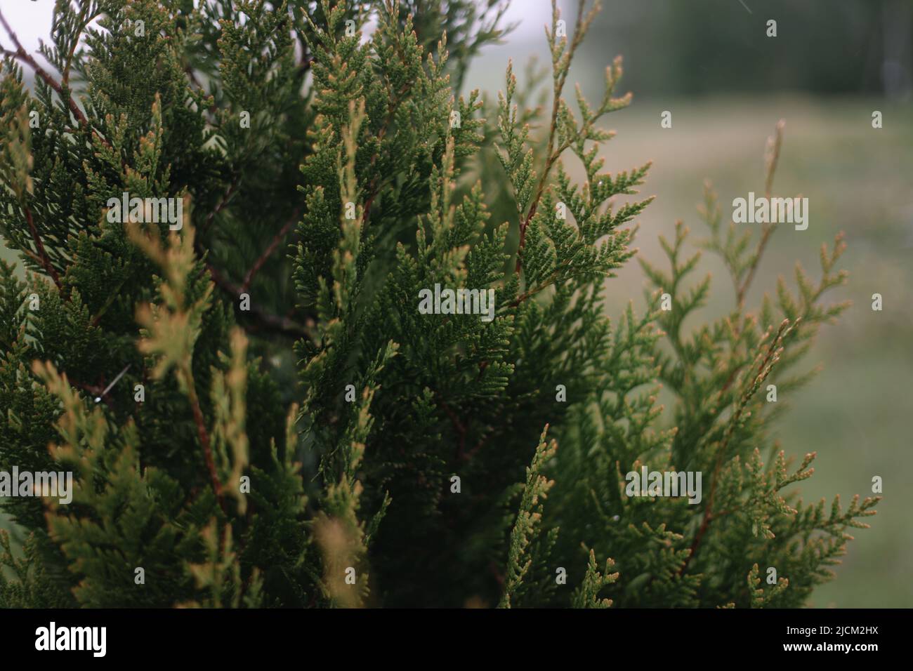 Close-up of bright green texture of natural greenery of the needles of Thuja tree. Selective focus. Interesting nature concept for design. Stock Photo