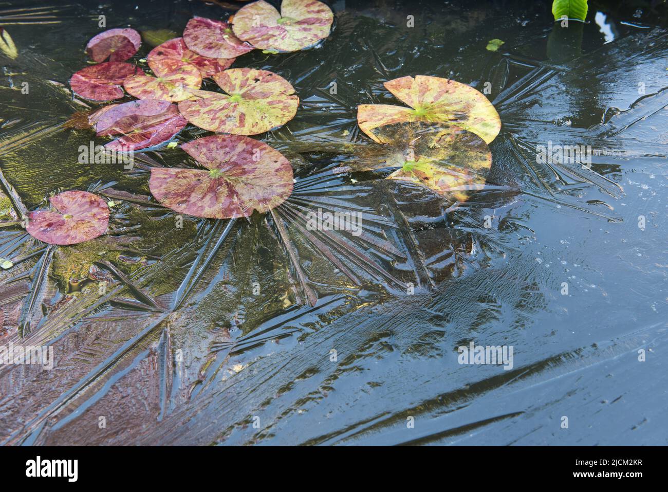 Case for protecting a garden pond in early spring as a late frost and freezing ice sheet start to form potentially damaging new lily leaves Stock Photo