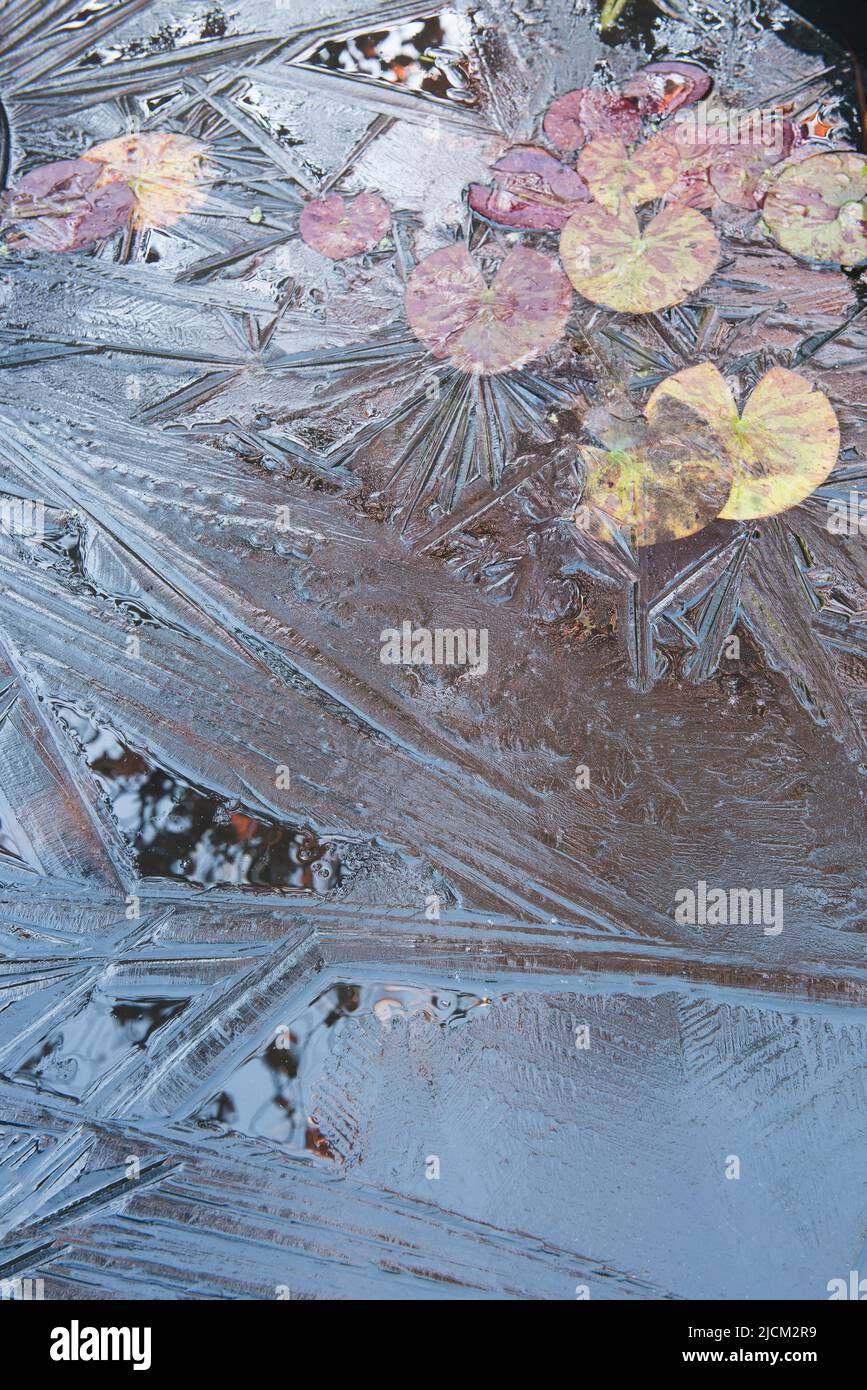 Case for protecting a garden pond in early spring as a late frost and freezing ice sheet start to form potentially damaging new lily leaves Stock Photo