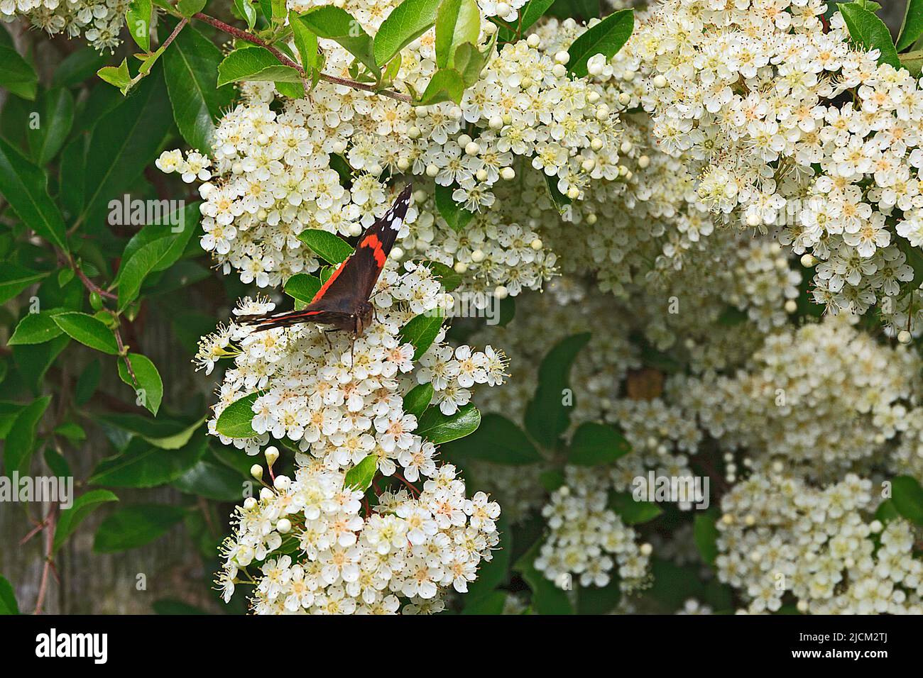 Red Admiral Butterfly on Firethorn Blossom Stock Photo