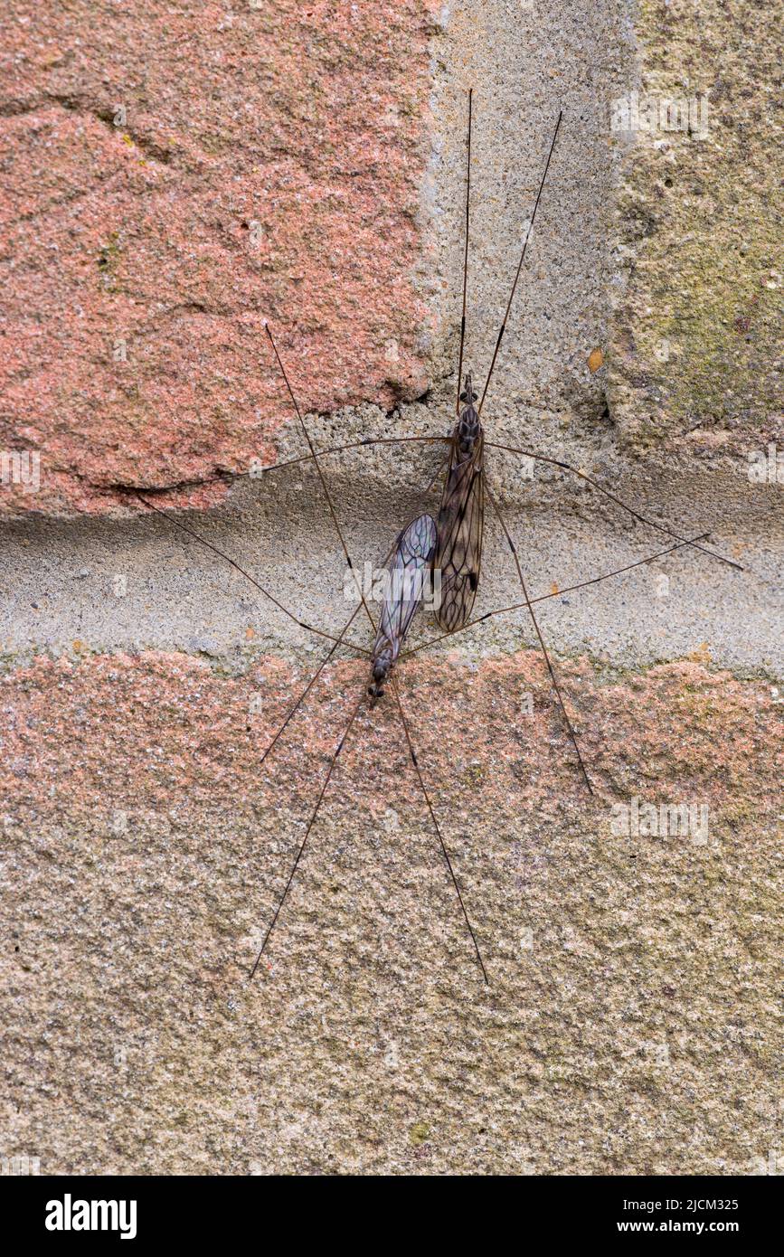 Morphological size difference of two common crane flies Tipula rufina mating stuck together on brick wall, non biting fly Stock Photo