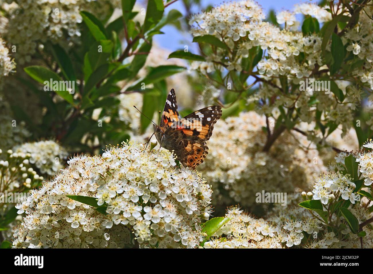 Painted Lady Butterfly on Firethorn Blossom Stock Photo