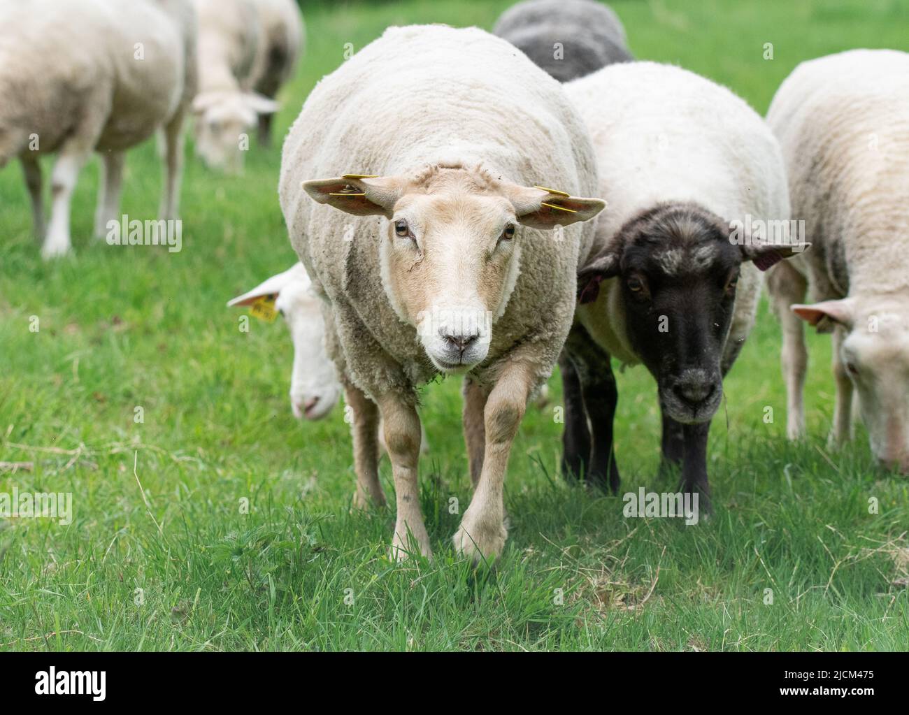 Photo of sheep eating grass in a fenced field Stock Photo - Alamy