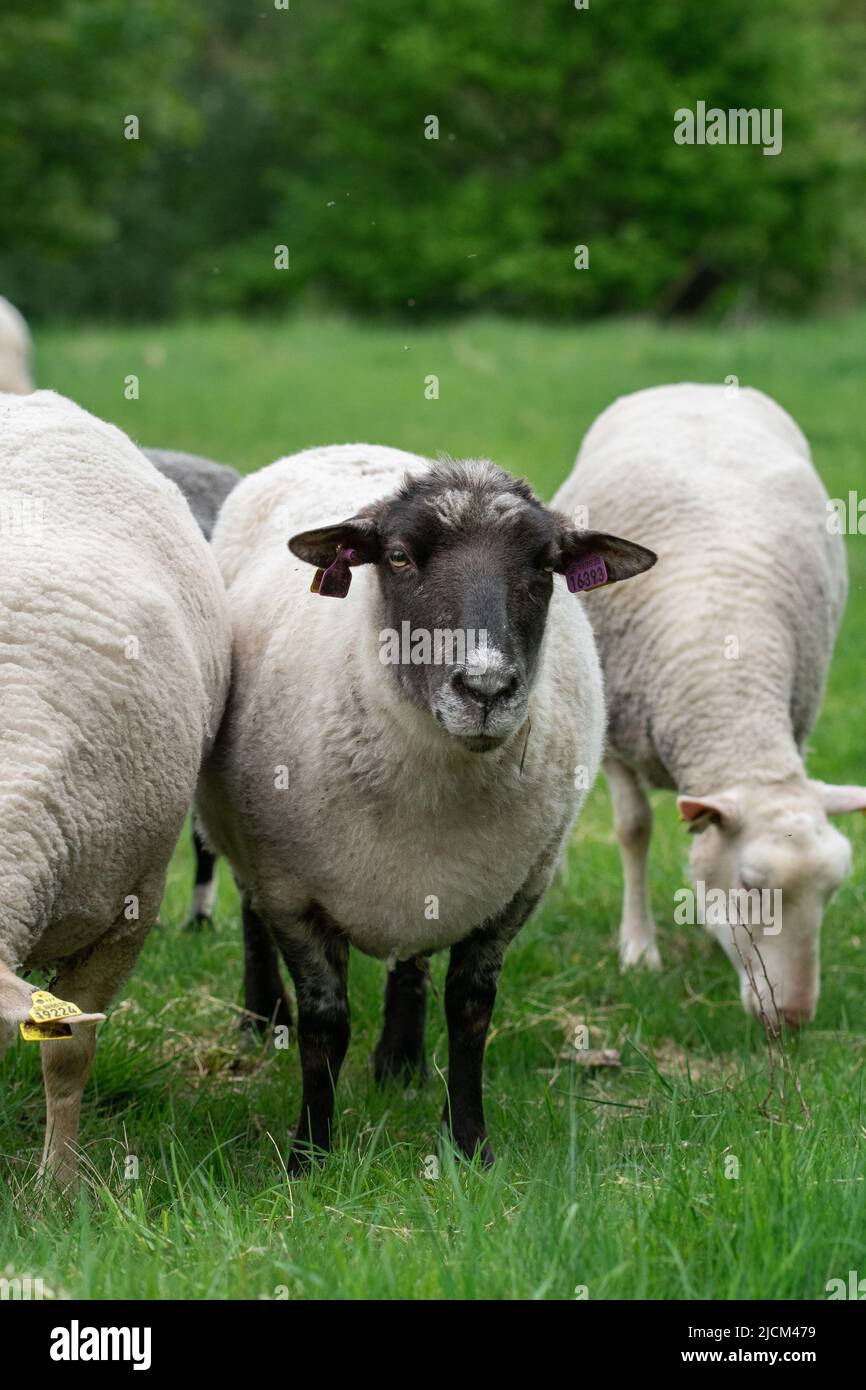 Photo of sheep eating grass in a fenced field Stock Photo - Alamy