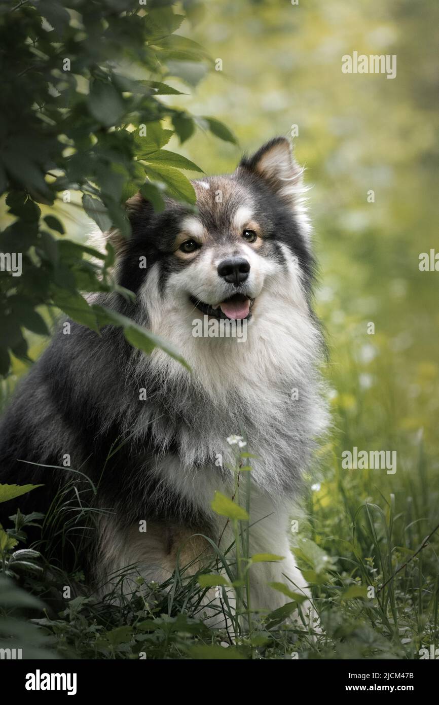 Portrait of a Finnish Lapphund dog outdoors in the forest or woods ...