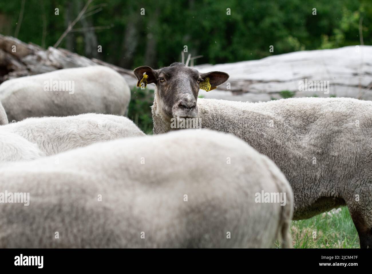 Photo of sheep eating grass in a fenced field Stock Photo - Alamy