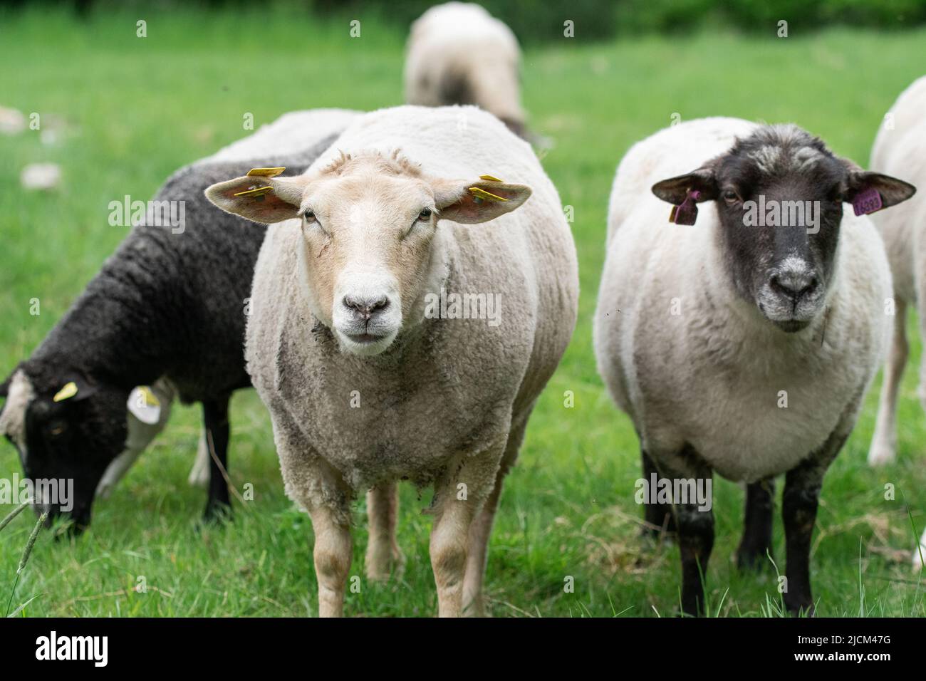 Photo of sheep eating grass in a fenced field Stock Photo - Alamy
