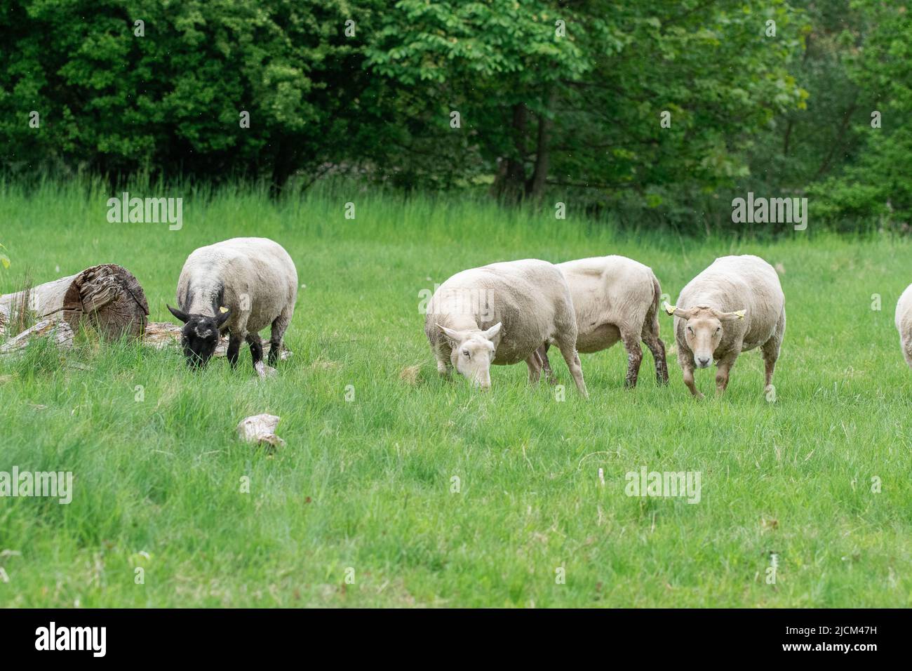 Photo of sheep eating grass in a fenced field Stock Photo - Alamy