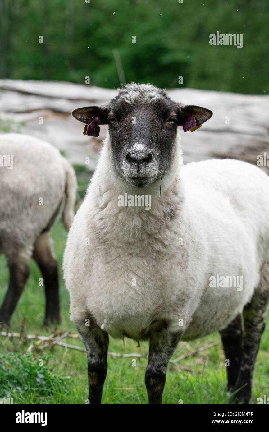Photo of sheep eating grass in a fenced field Stock Photo - Alamy