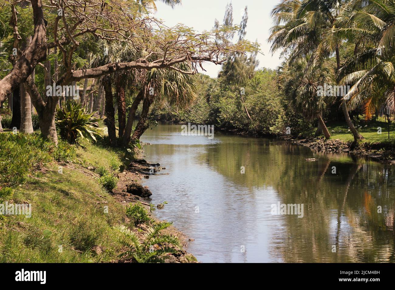 A calm river flowing thru the tropical forest full of palm trees and ...