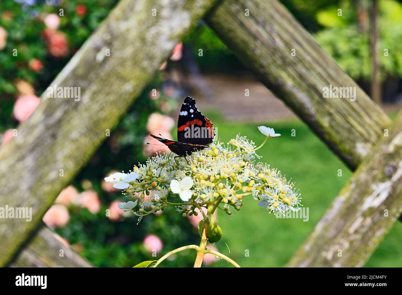 Red Admiral Butterfly on climbing hydrangea Stock Photo
