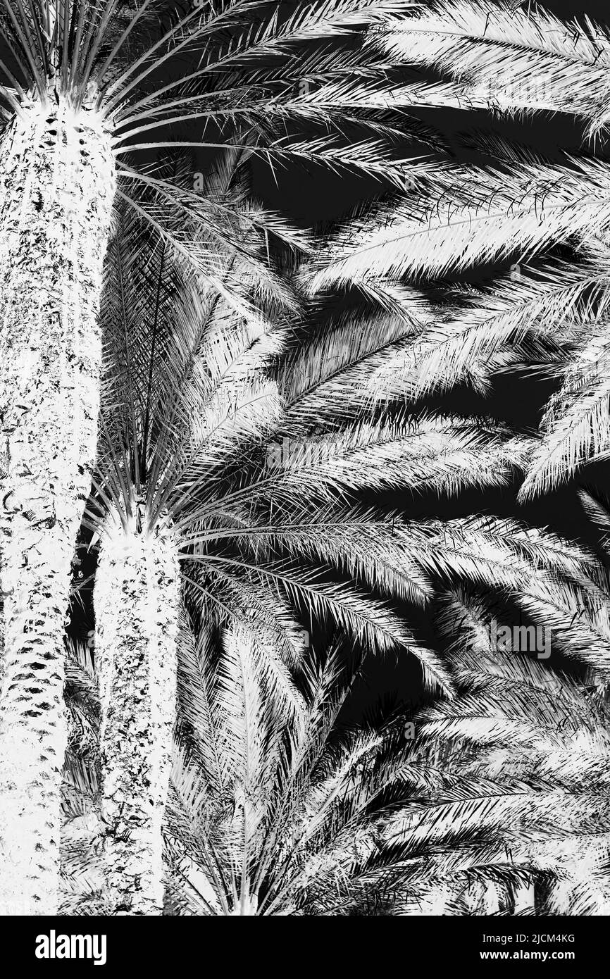 Lush tropical palm trees growing in the hot summer jungle Stock Photo Alamy