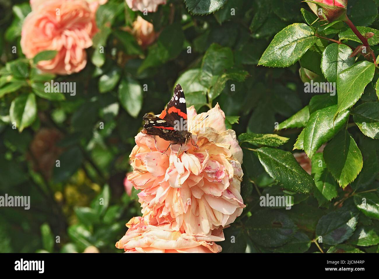 Red Admiral Butterfly on Pink Rose Stock Photo
