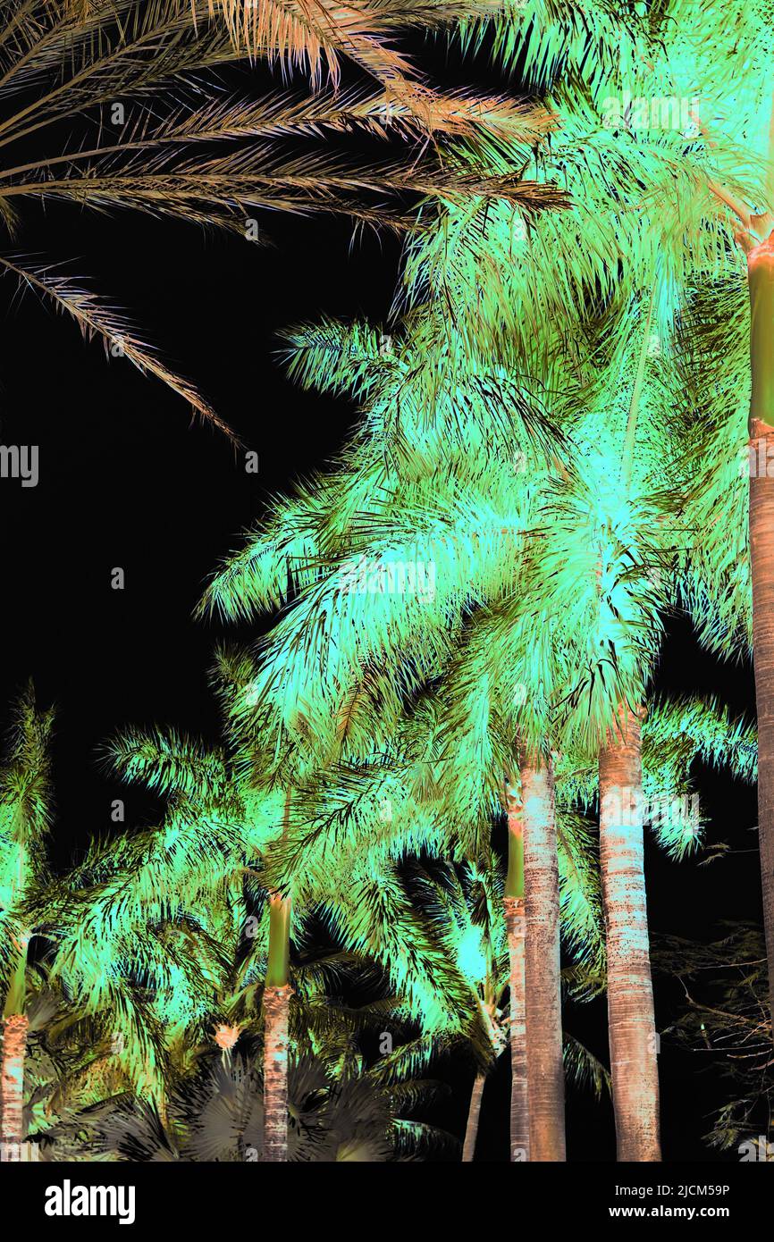 Lush tropical palm trees growing in the hot summer jungle in a neon color negative Stock Photo
